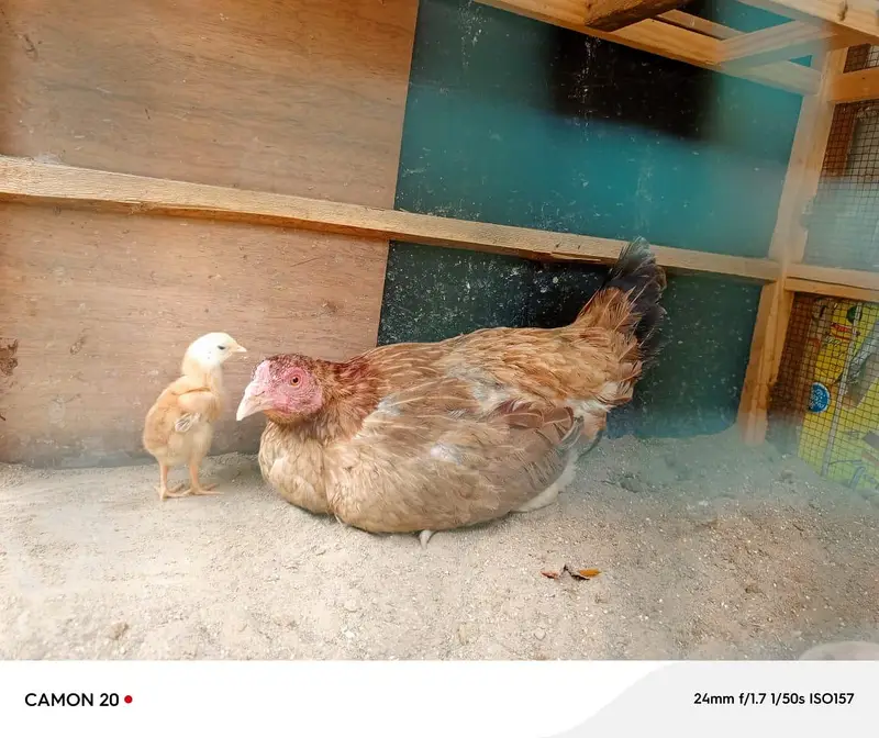 Assel Murgi with 1 chick urgent sale — photo 3