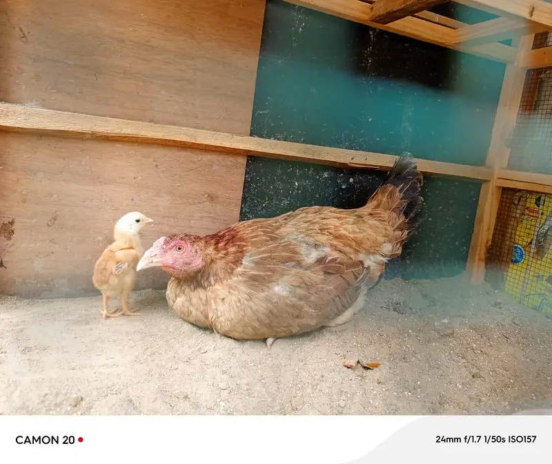 Assel Murgi with 1 chick urgent sale — photo 4