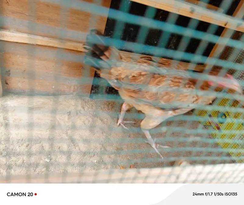 Assel Murgi with 1 chick urgent sale — photo 5