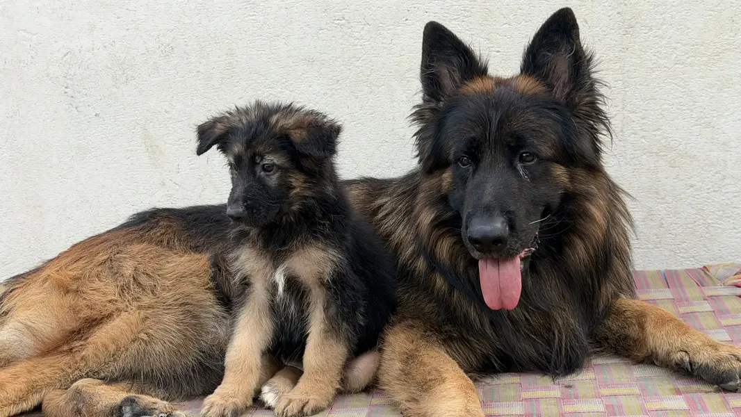 German shepherd Long coat black mask pink pedigree female puppy