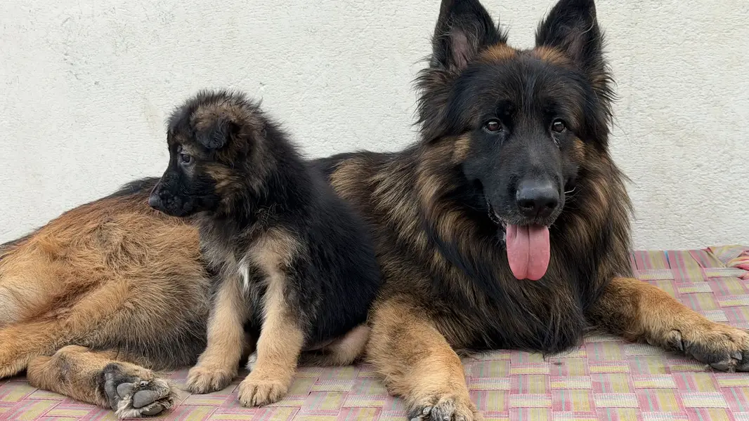 German shepherd Long coat black mask pink pedigree female puppy — photo 2