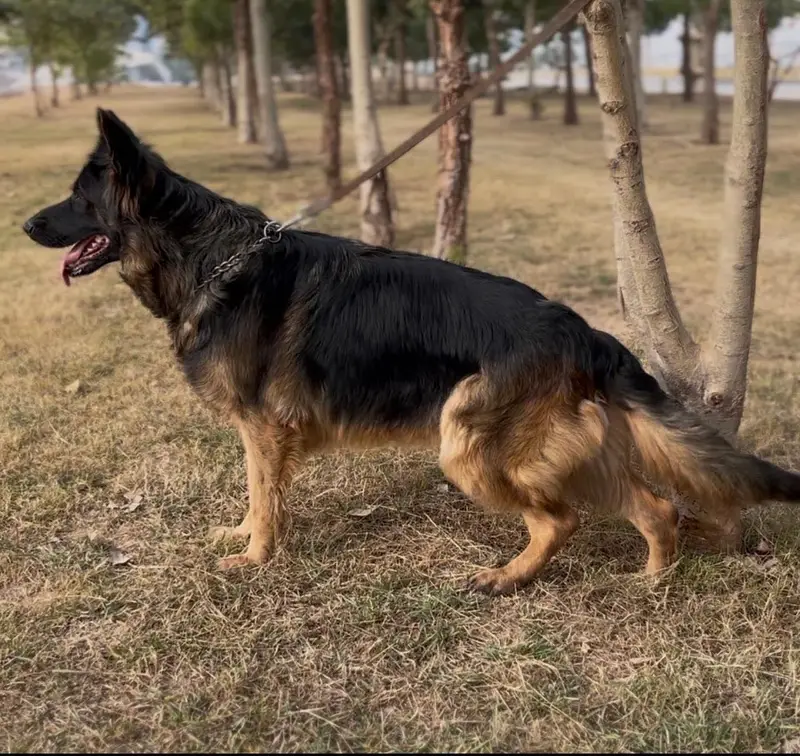 German shepherd Long coat black mask pink pedigree female puppy — photo 3