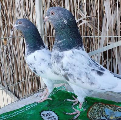 Breedar pair + Parwazi kabooter