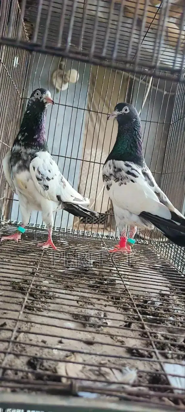Breedar pair + Parwazi kabooter — photo 2