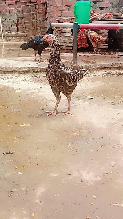 all aseel hens for sale healthy and active home breed