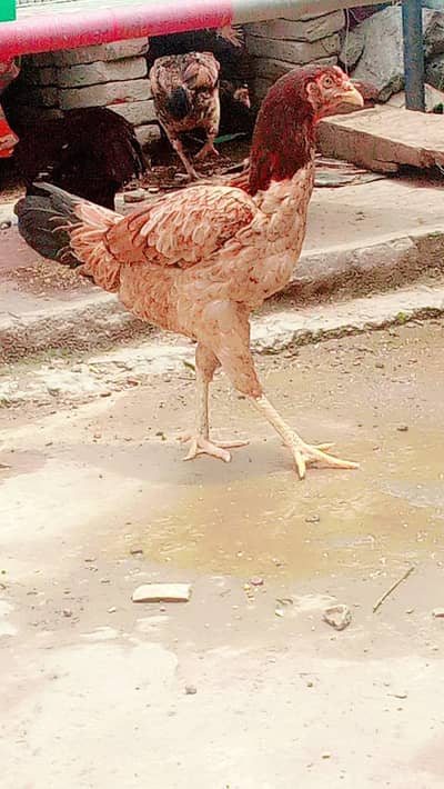 all aseel hens for sale healthy and active home breed