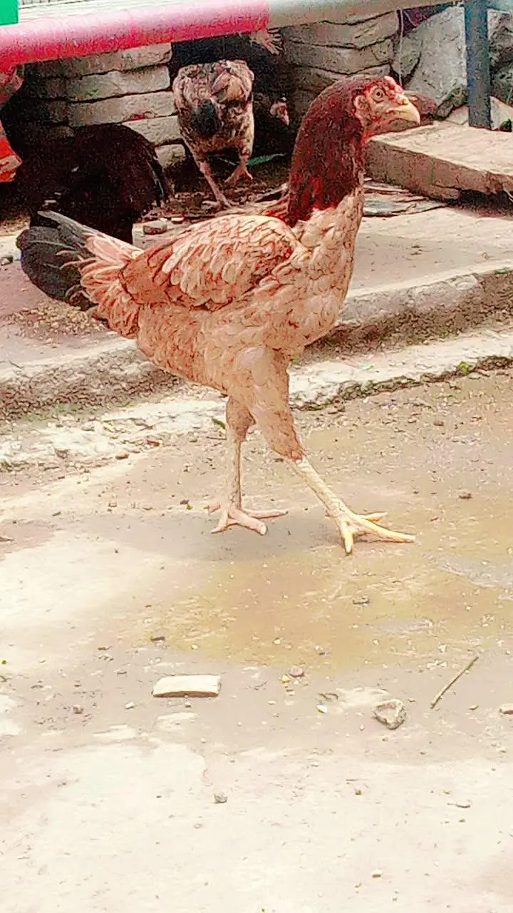 all aseel hens for sale healthy and active home breed — photo 2