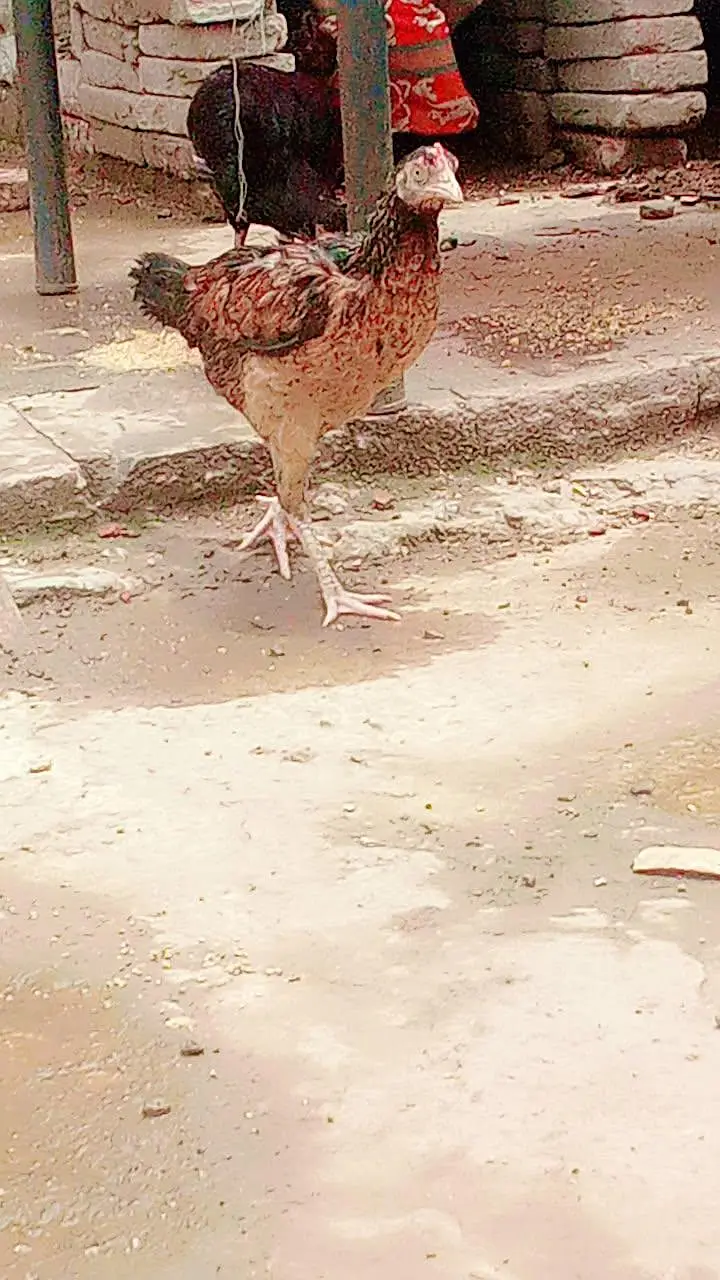 all aseel hens for sale healthy and active home breed — photo 3