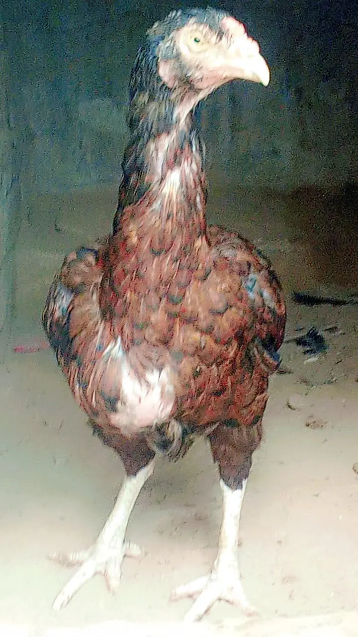 all aseel hens for sale healthy and active home breed — photo 4