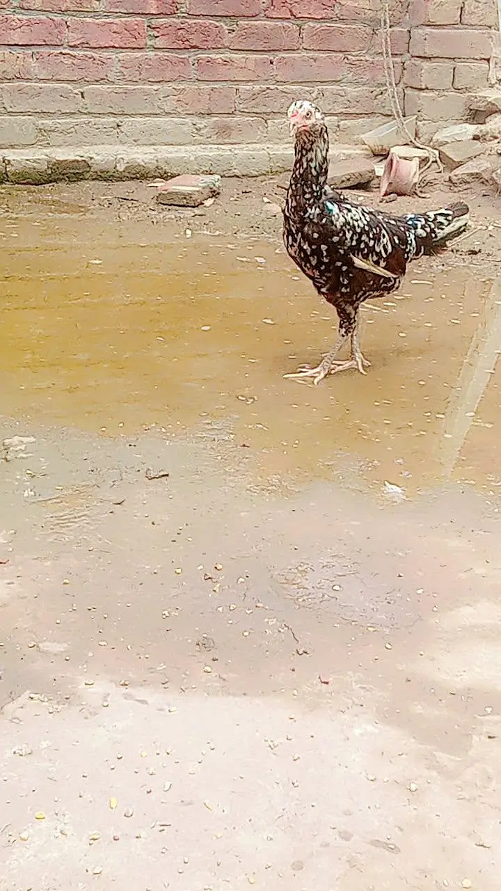 all aseel hens for sale healthy and active home breed — photo 5