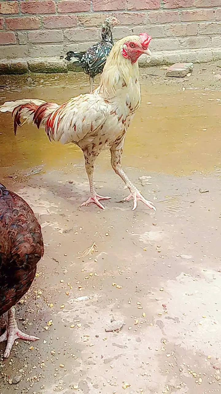 all aseel hens for sale healthy and active home breed — photo 6