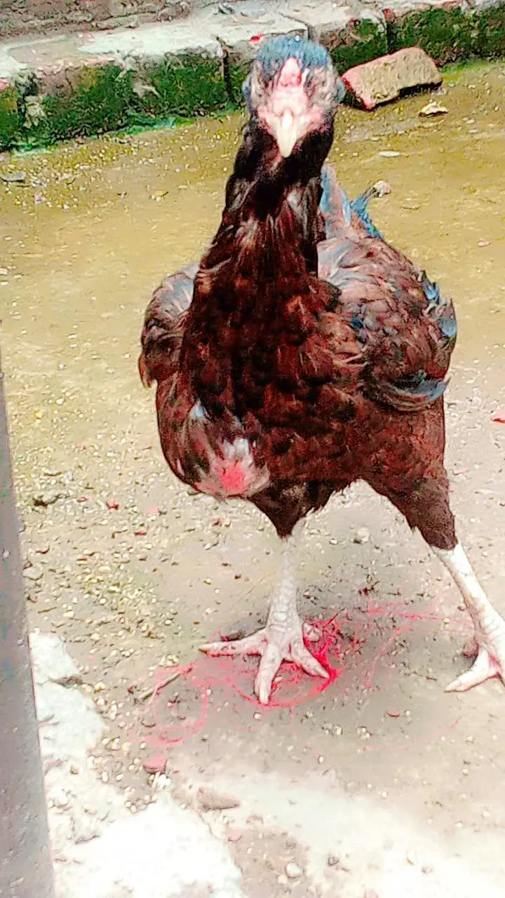 all aseel hens for sale healthy and active home breed — photo 8