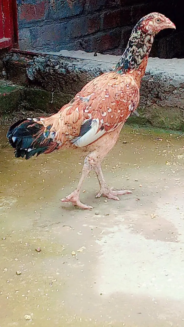 all aseel hens for sale healthy and active home breed — photo 9