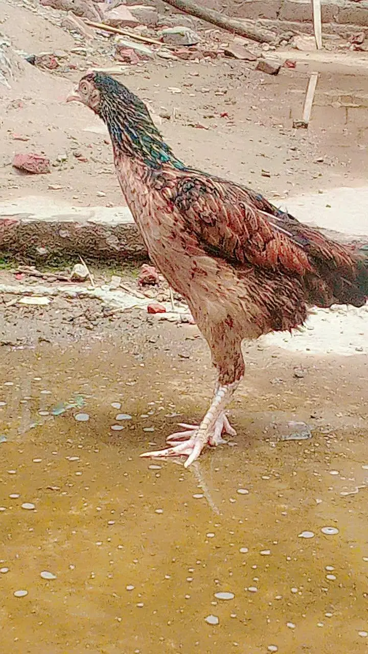 all aseel hens for sale healthy and active home breed — photo 10