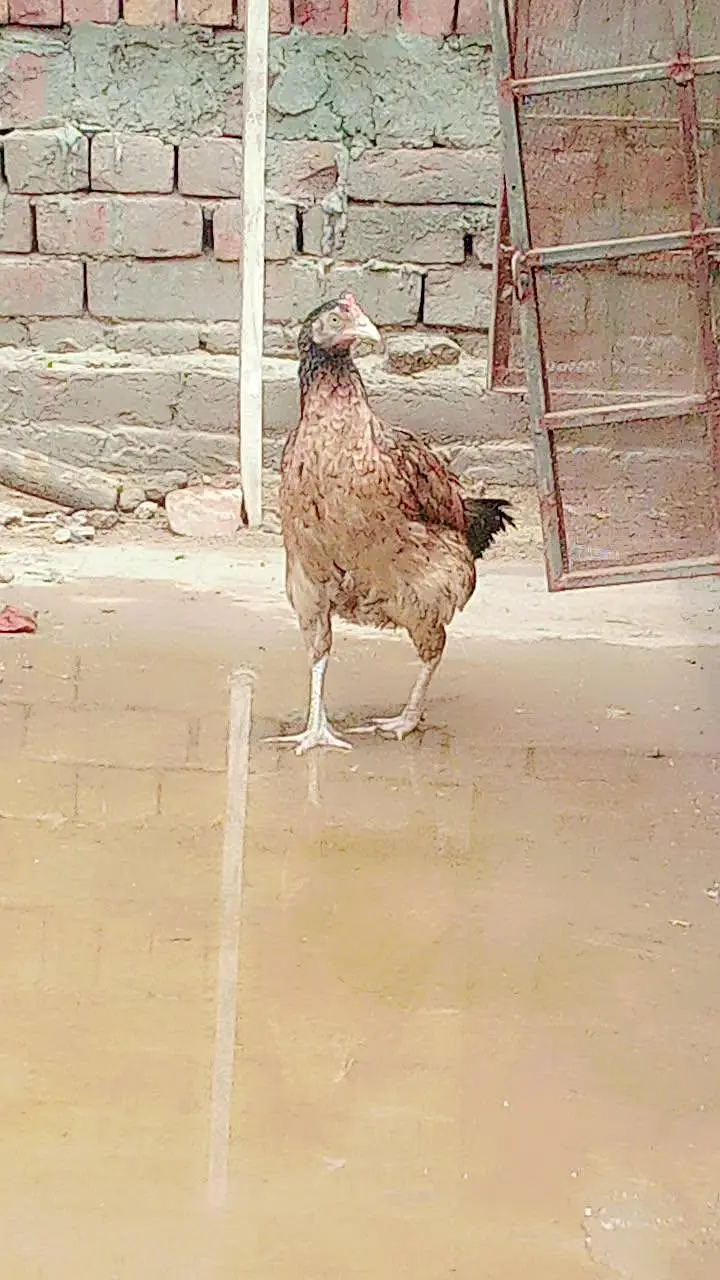 all aseel hens for sale healthy and active home breed — photo 11