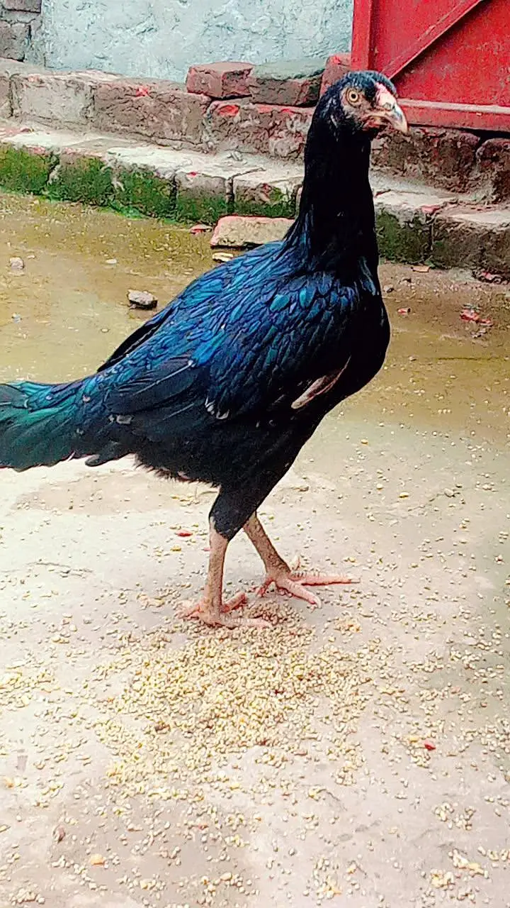 all aseel hens for sale healthy and active home breed — photo 12
