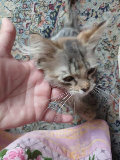 adorable female kitten