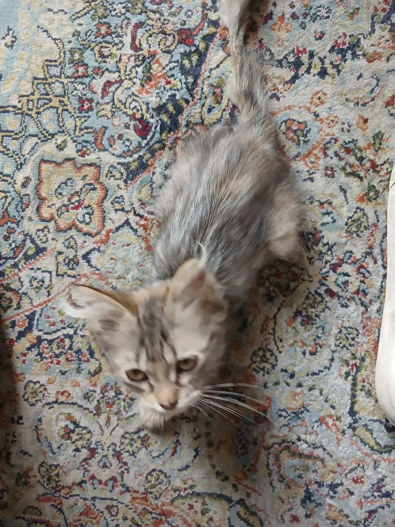 adorable female kitten — photo 2