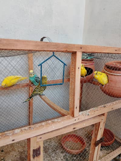 PARROTS FOR. SELLING
