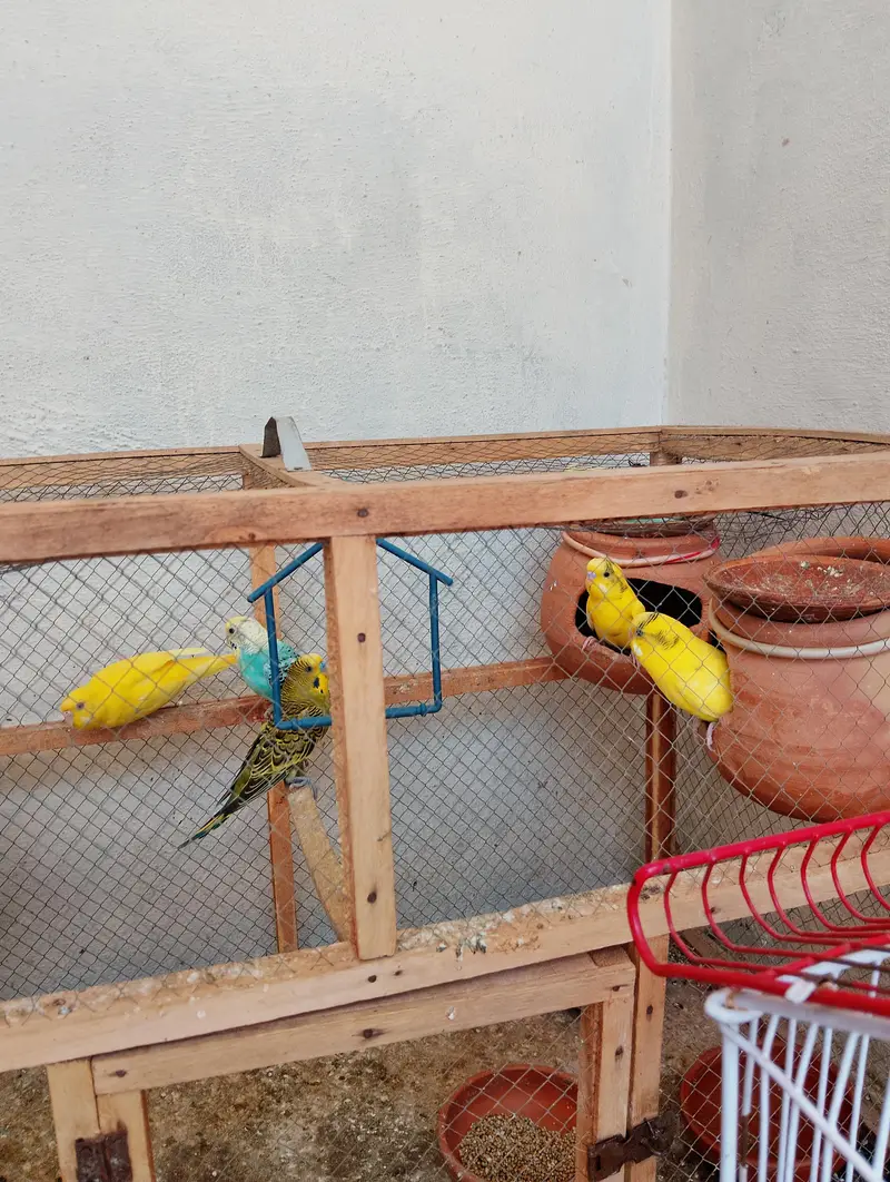 PARROTS FOR. SELLING — photo 2