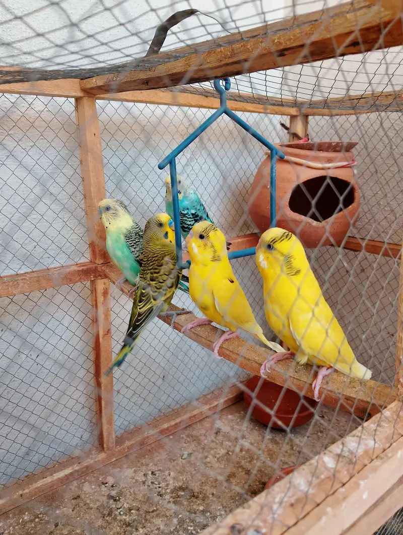 PARROTS FOR. SELLING — photo 3