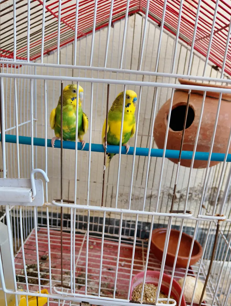 PARROTS FOR. SELLING — photo 4
