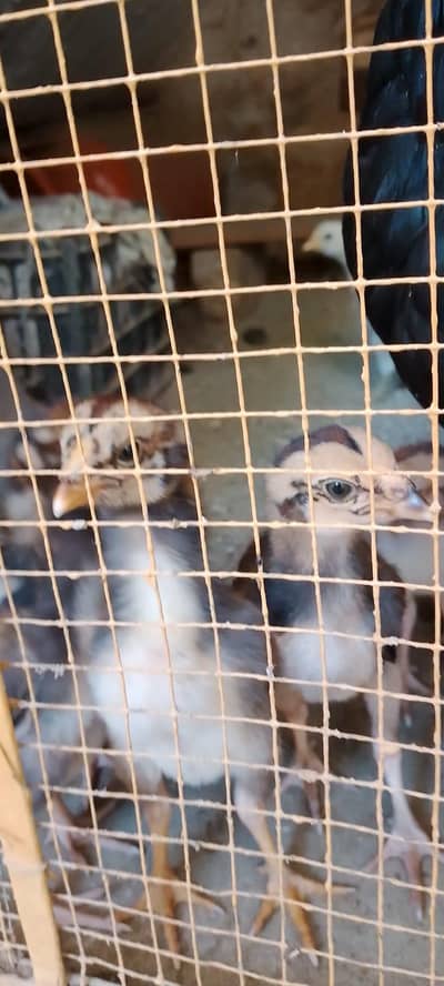 aseel chicks for sale per piece 1000.0327-5084473
