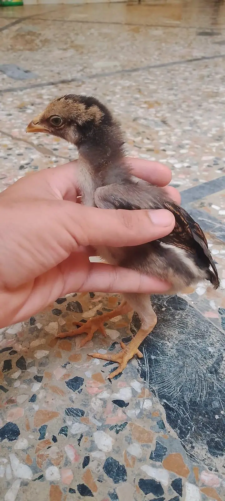 aseel chicks for sale per piece 1000.0327-5084473 — photo 2