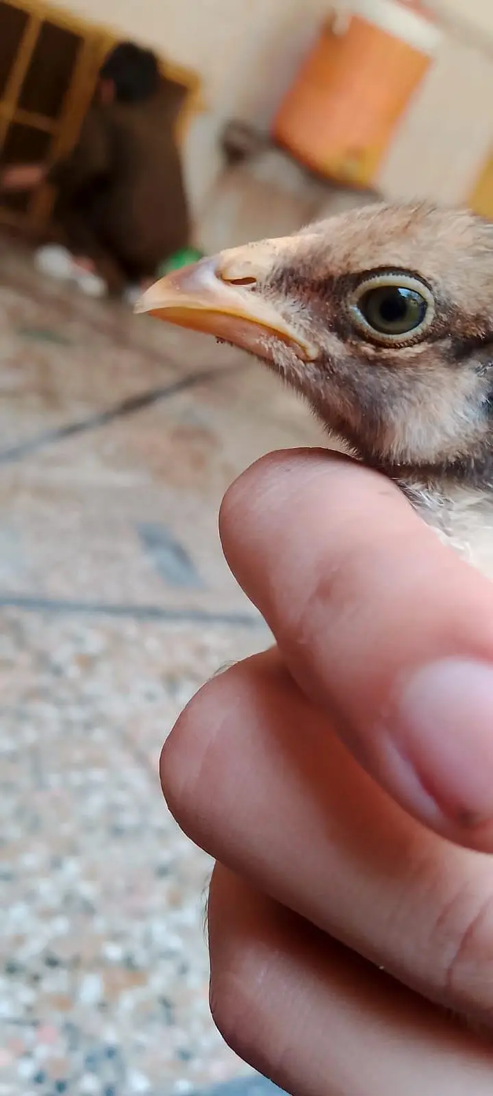 aseel chicks for sale per piece 1000.0327-5084473 — photo 3
