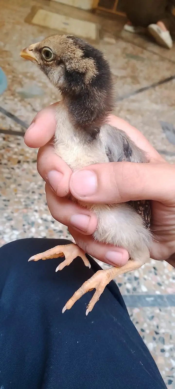 aseel chicks for sale per piece 1000.0327-5084473 — photo 4