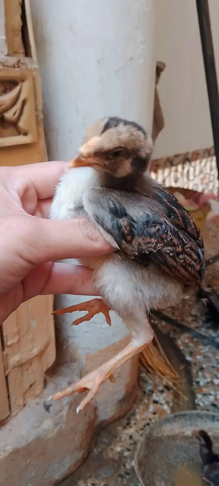 aseel chicks for sale per piece 1000.0327-5084473 — photo 5