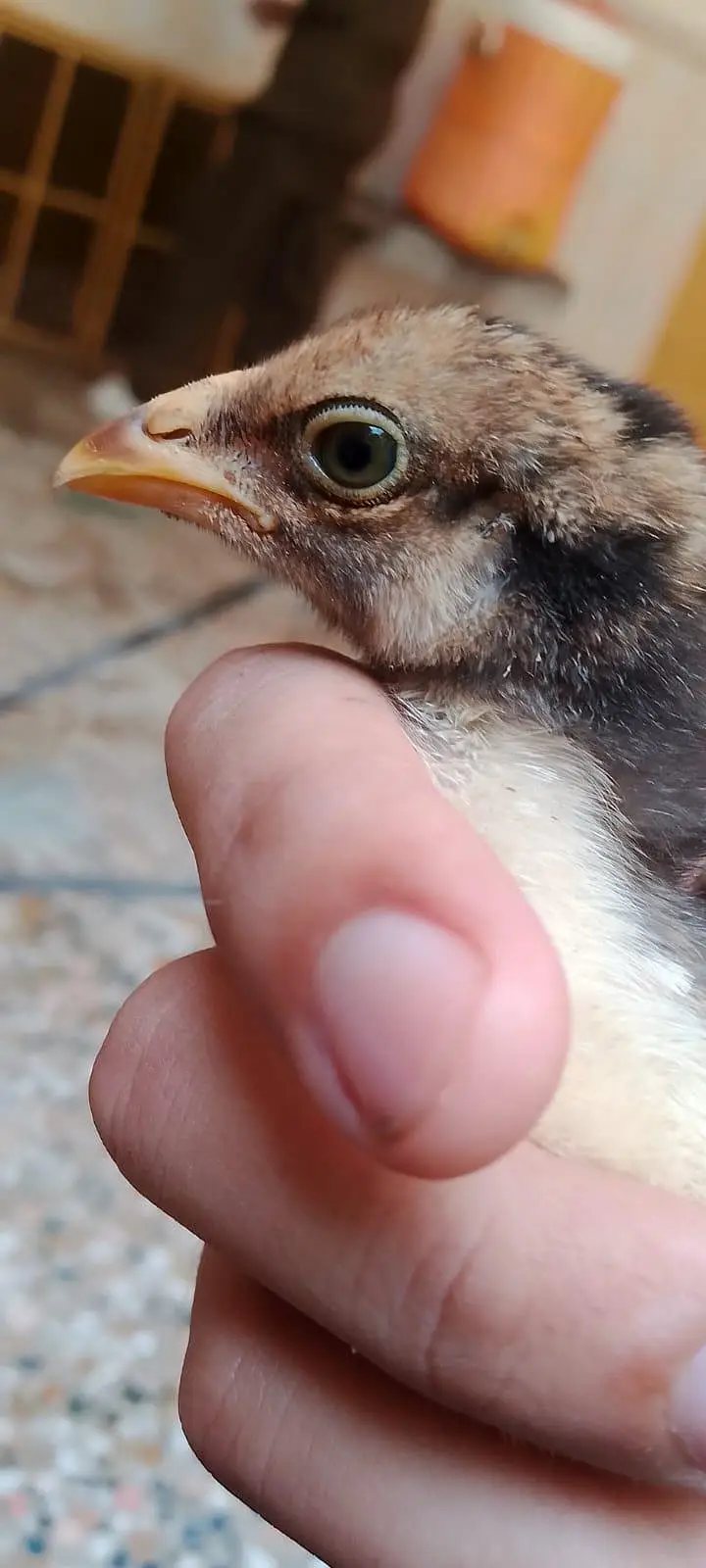 aseel chicks for sale per piece 1000.0327-5084473 — photo 6