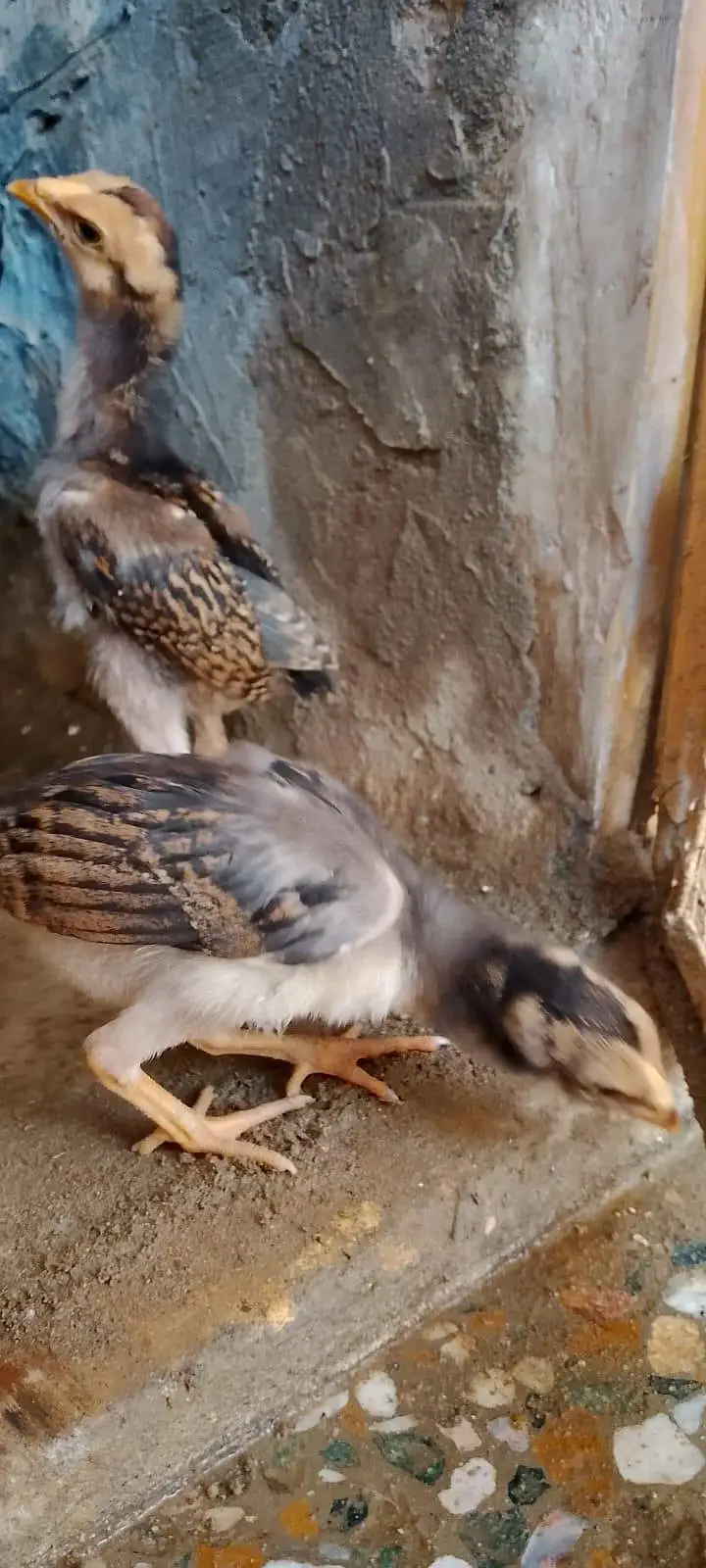 aseel chicks for sale per piece 1000.0327-5084473 — photo 7