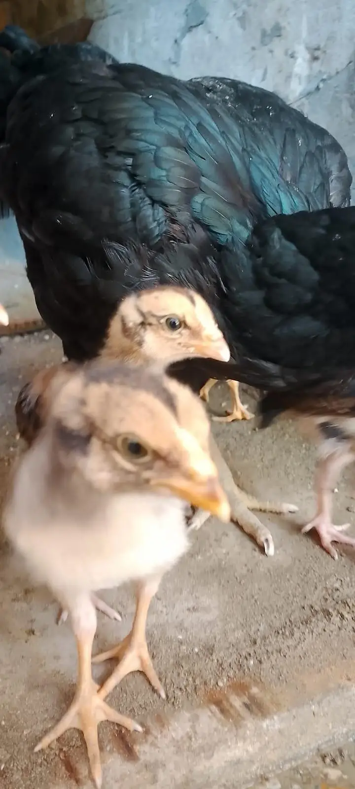 aseel chicks for sale per piece 1000.0327-5084473 — photo 8