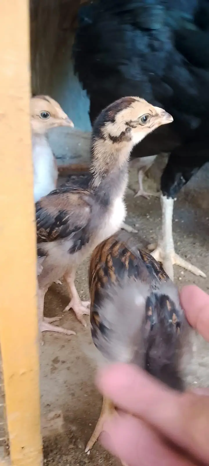 aseel chicks for sale per piece 1000.0327-5084473 — photo 9