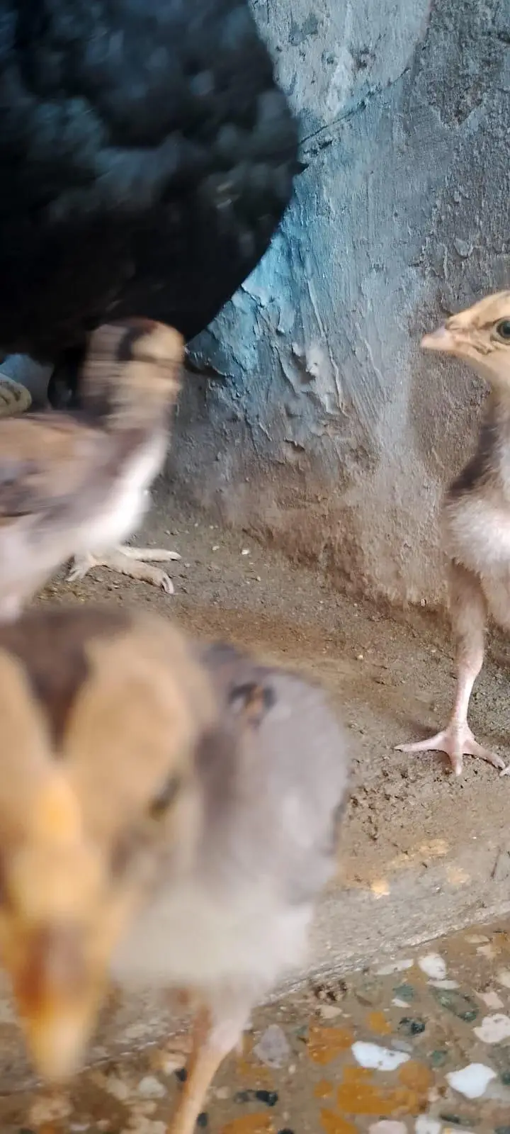aseel chicks for sale per piece 1000.0327-5084473 — photo 10