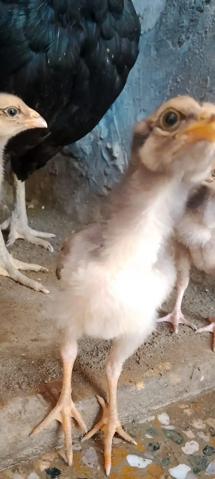 aseel chicks for sale per piece 1000.0327-5084473 — photo 11