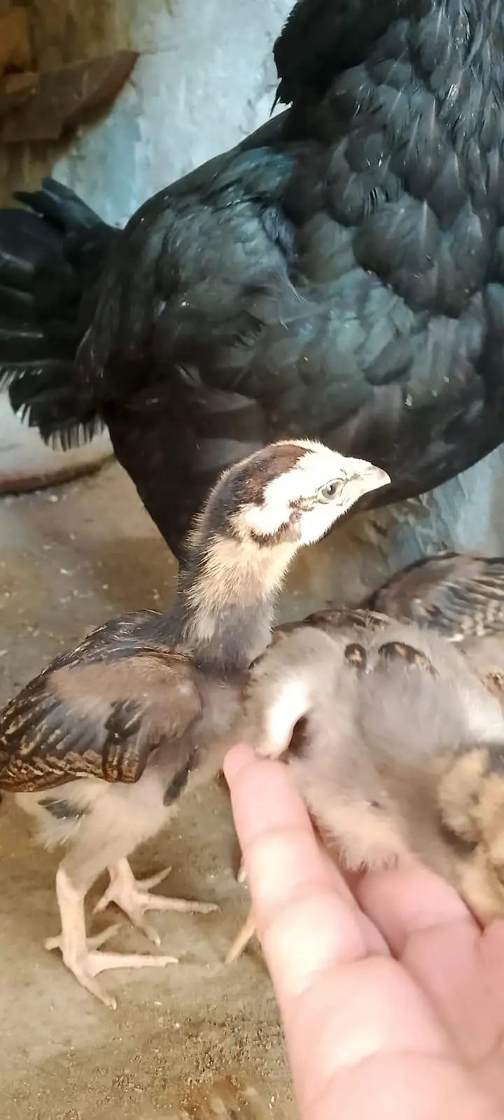 aseel chicks for sale per piece 1000.0327-5084473 — photo 12