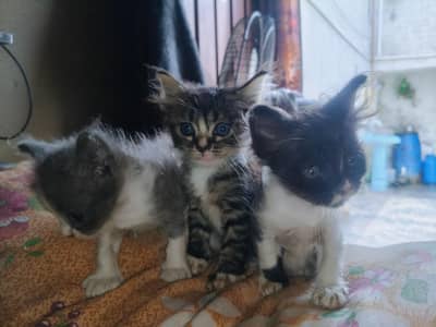 3 Kitten Female Hain Aik Saath He Sale Karni Hain