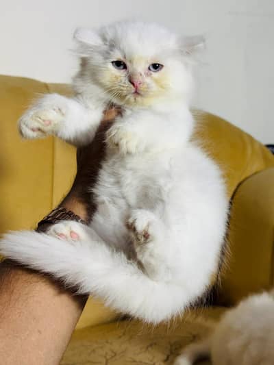Cat Persian kittens fur balls cutie