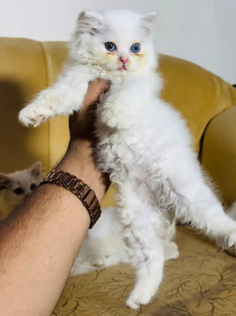 Cat Persian kittens fur balls cutie — photo 4