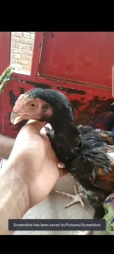 ASEEL PATTA 7 MONTH OLD HEALTHY ACTIVE GHAR KI BREED ME SE HAI