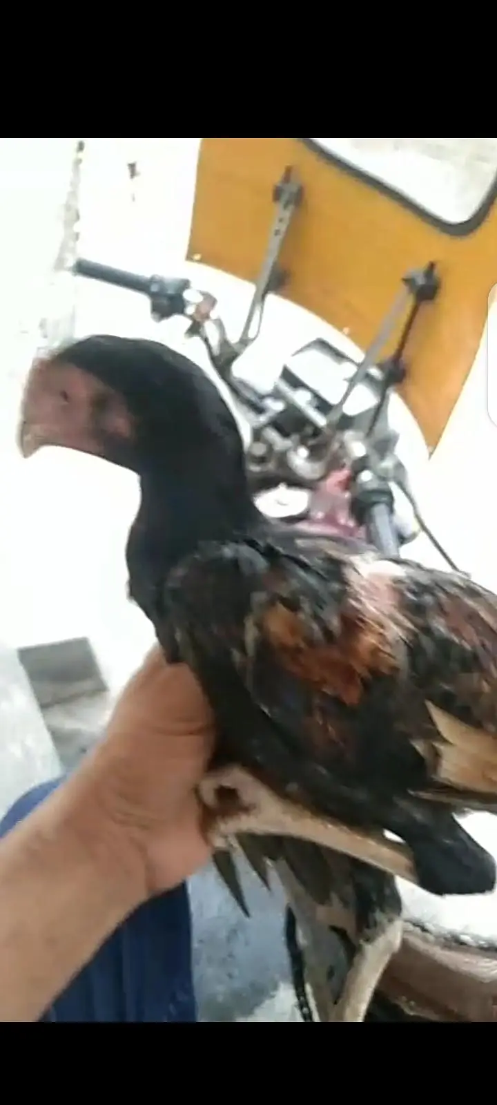 ASEEL PATTA 7 MONTH OLD HEALTHY ACTIVE GHAR KI BREED ME SE HAI — photo 3