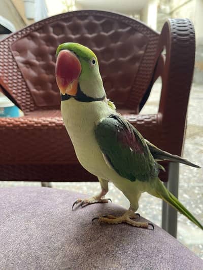 Raw parrot