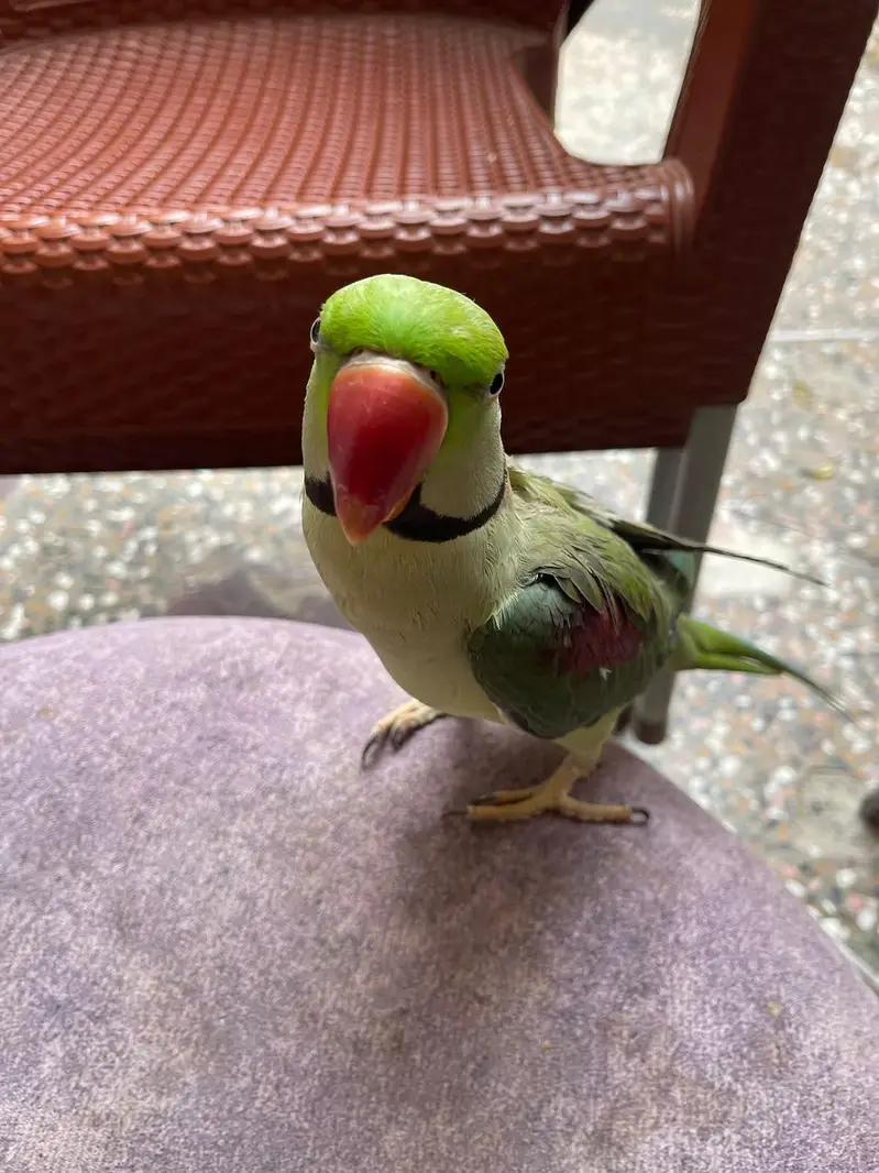 Raw parrot — photo 2