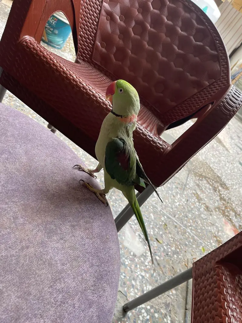 Raw parrot — photo 3