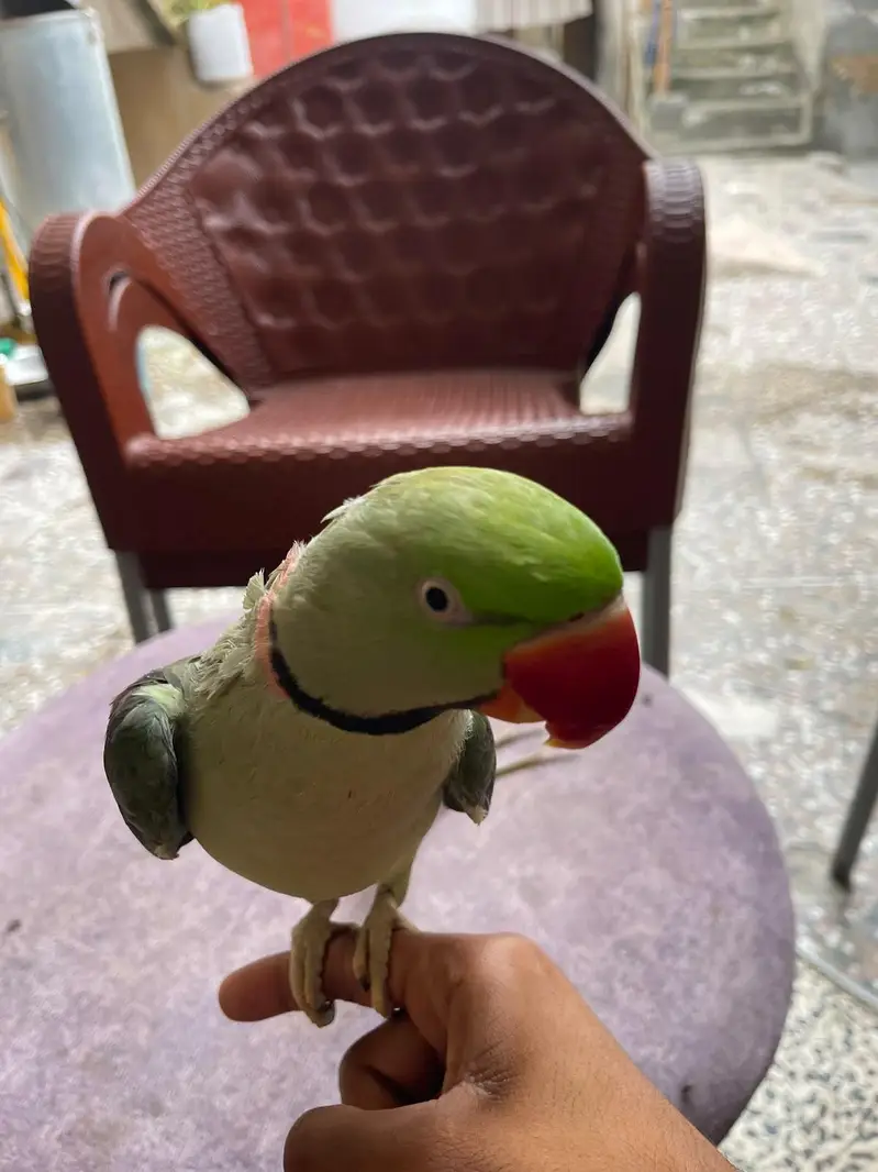 Raw parrot — photo 4