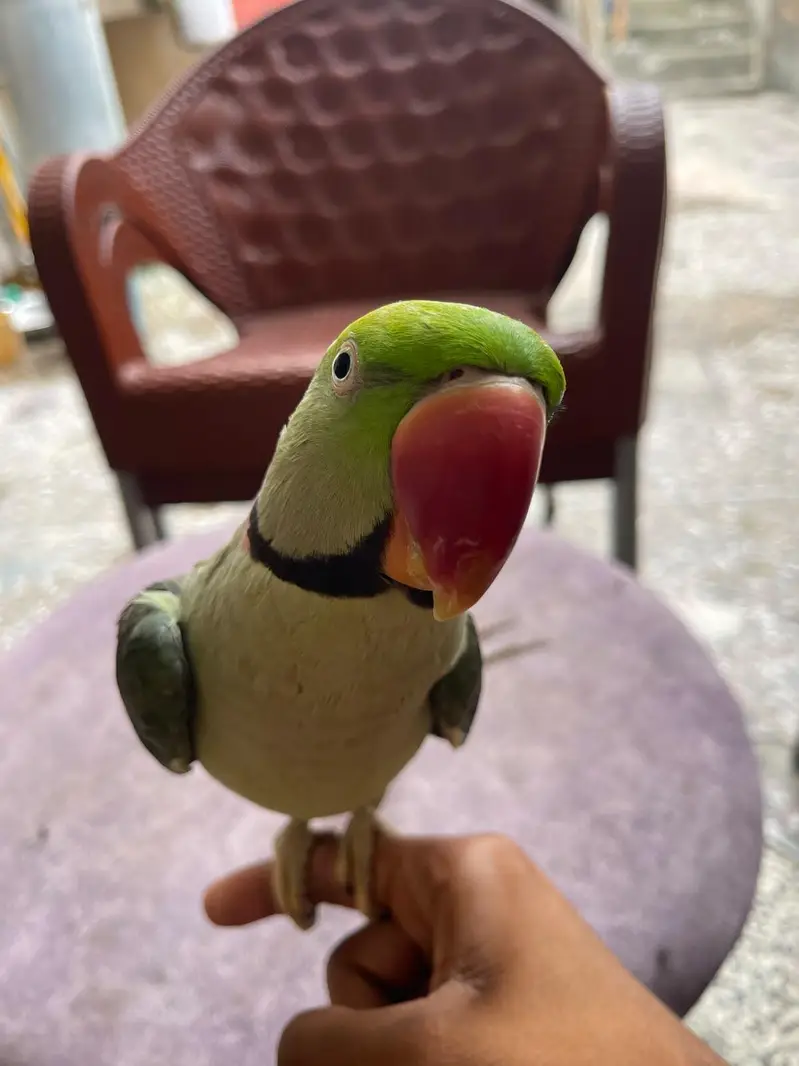 Raw parrot — photo 5