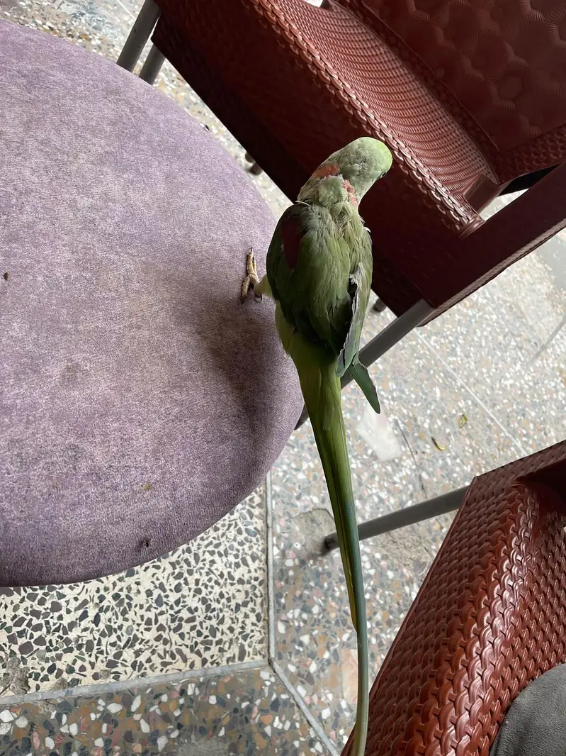 Raw parrot — photo 6
