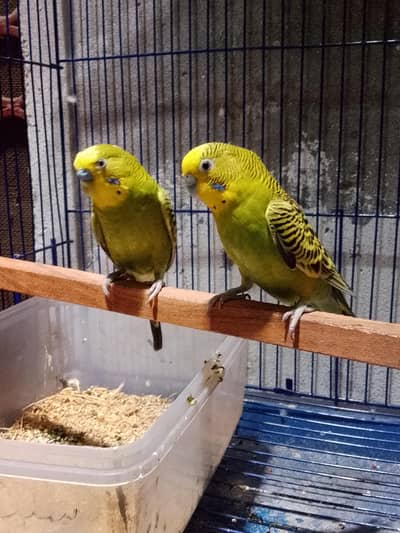 Australian pair